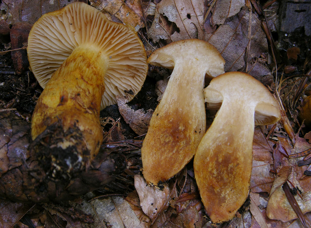 Serie Limonius-Sottosezione Orellani-Cortinarius tophaceus?